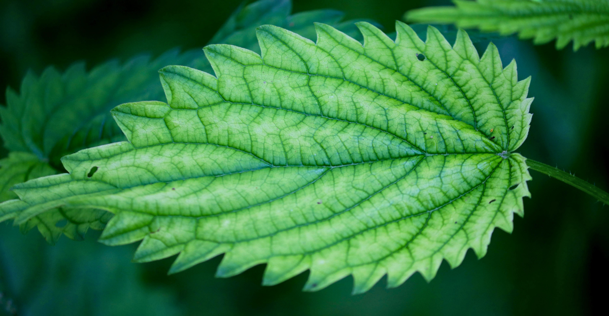 Single nettle leaf